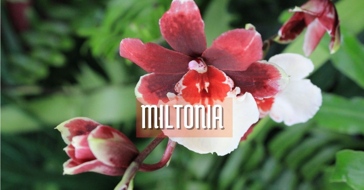 orquídea miltonia