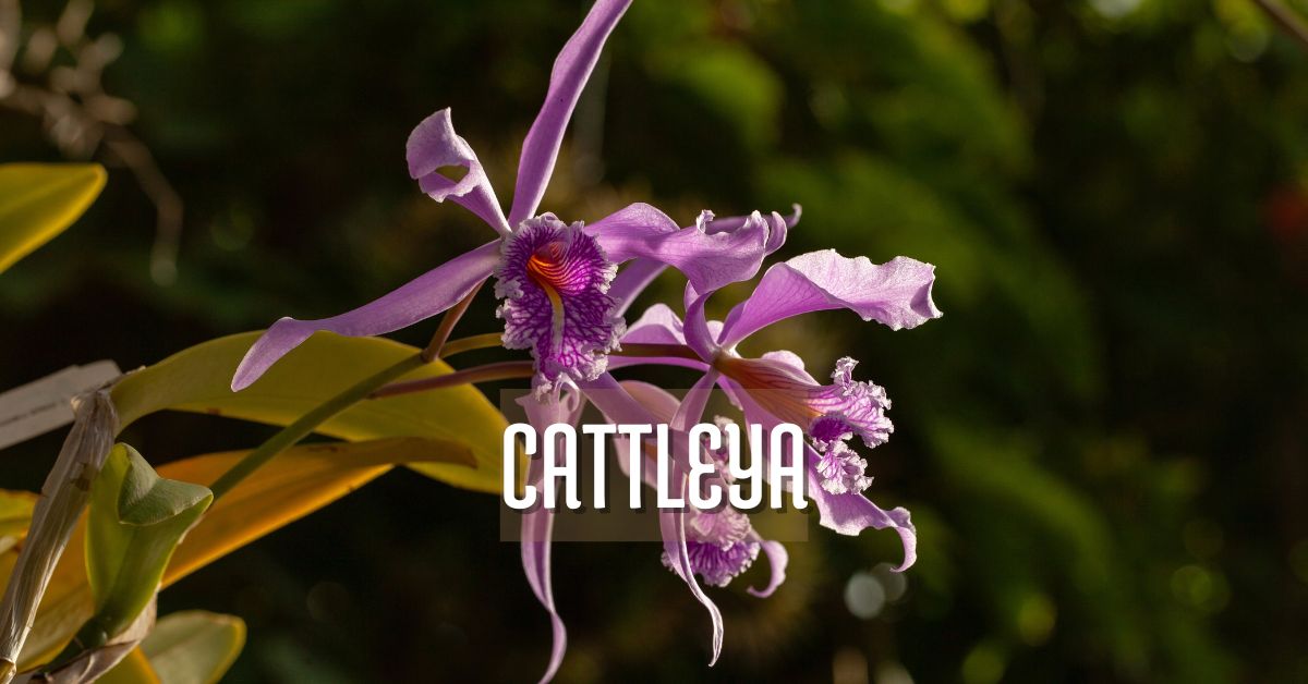 orquídea cattleya