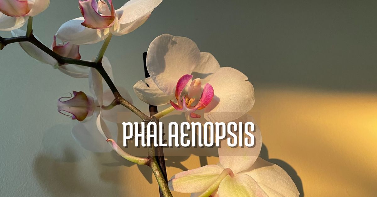 orquidea phalaenopsis