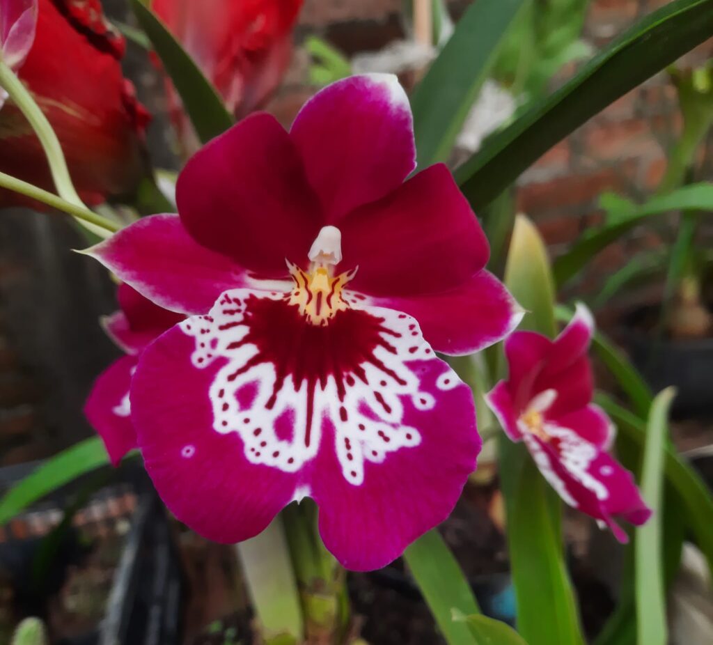 orquídea miltonia rosa