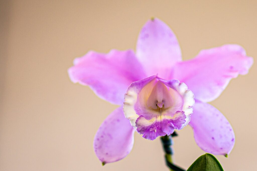 orquídea cattleya maxima