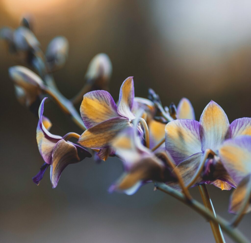 orquídea dendrobium