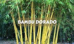 BAMBÚ DORADO TIPOS