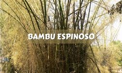 BAMBÚ ESPINOSO CUIDADOS