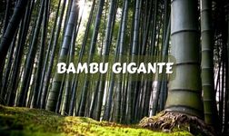 Bambú gigante