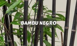 bambú negro cuidados