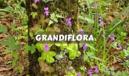 Pinguicula grandiflora cuidados