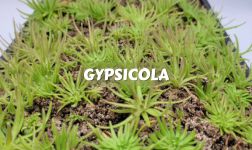 pinguicula gypsicola