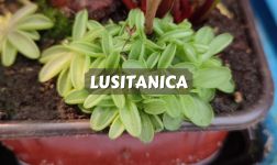 pinguicula lusitanica cuidados
