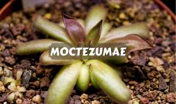 Pinguicula Moctezumae cuidados
