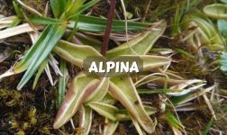 Pinguicula Alpina cuidados