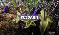 Pinguicula vulgaris ficha