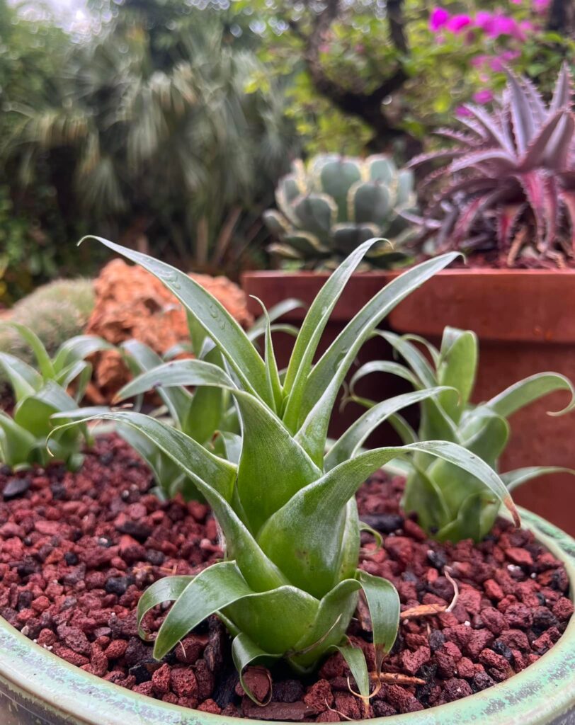 catopsis en maceta