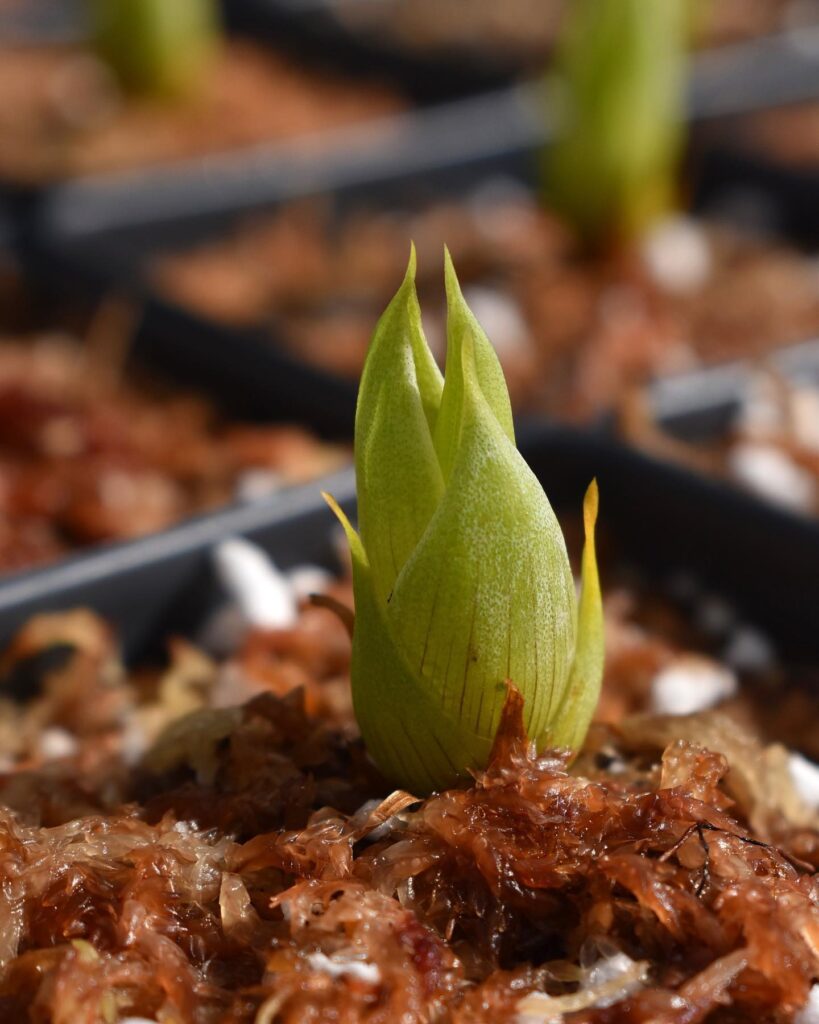 cuidados catopsis