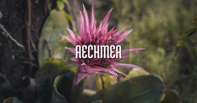bromelia aechmea