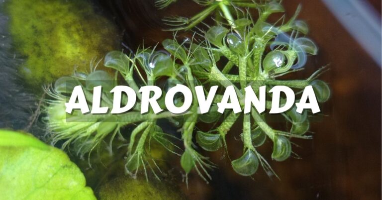 Aldrovanda cuidados