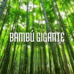 Comprar bambú gigante cuidados