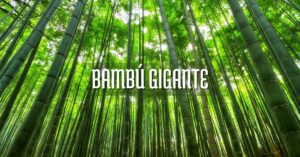 Comprar bambú gigante cuidados