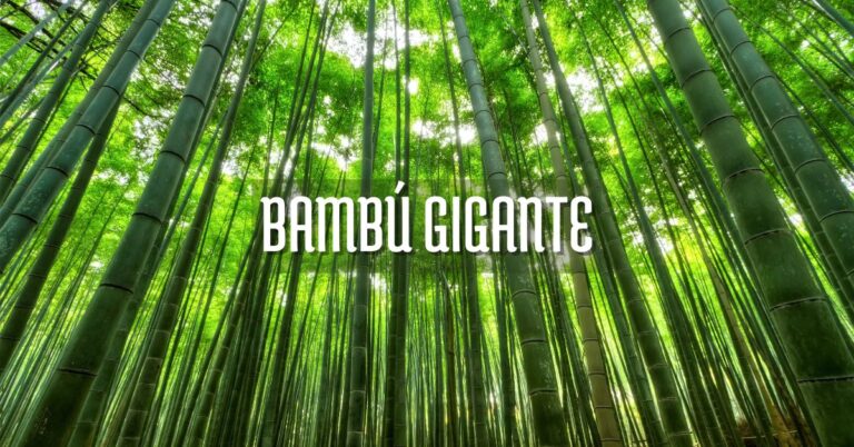 Comprar bambú gigante cuidados