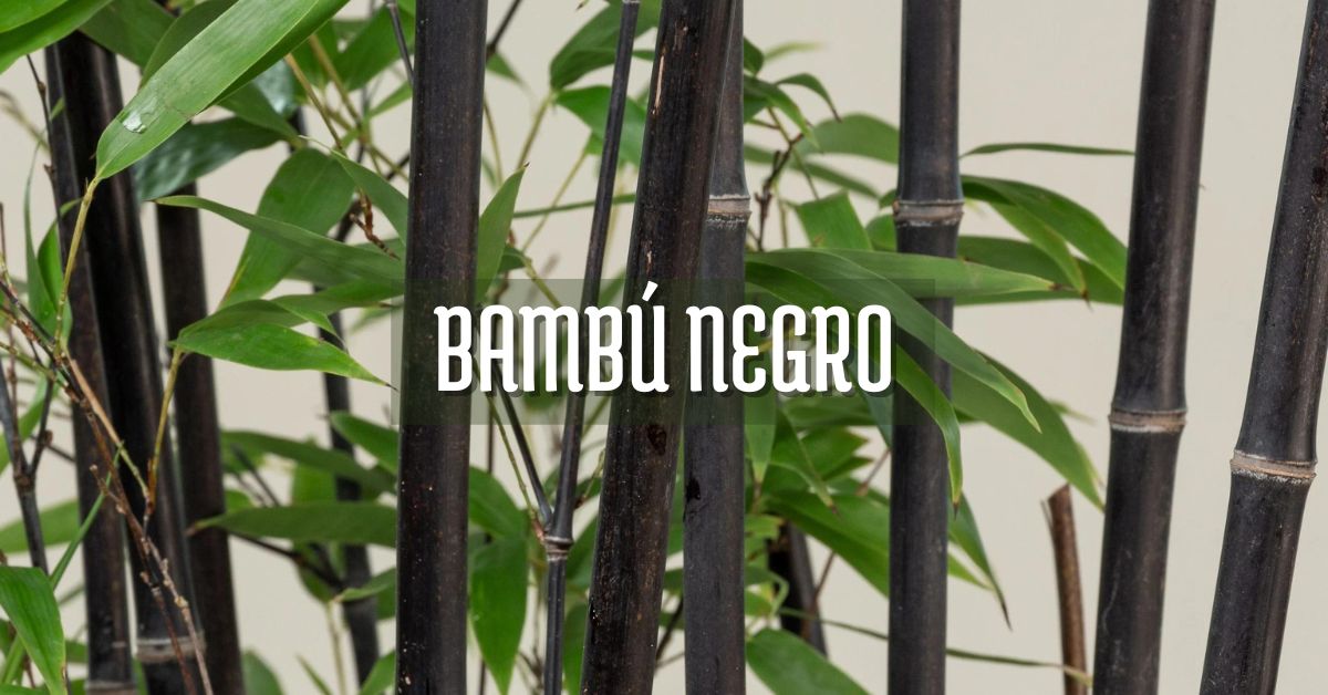 Bambú negro comprar y cuidados