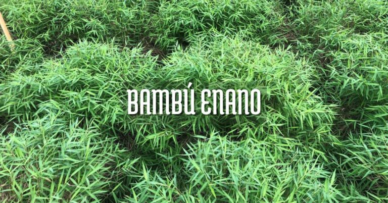 Bambú enano Pogonatherum paniceum cuidados