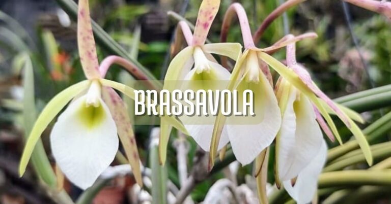 Cuidados de la orquídea brassavola