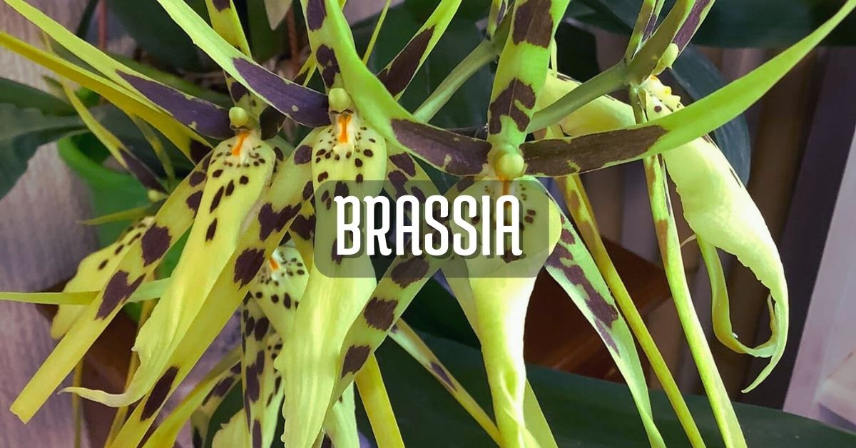 Orquídea Brassia