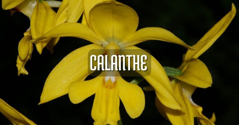 Orquídea Calanthe cuidados básicos