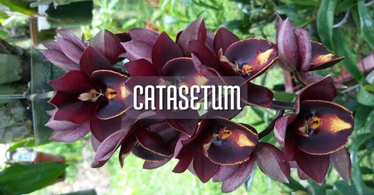 Orquídea Catasetum