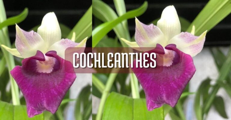 Cuidados de orquidea cochleanthes