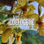 Orquídea Coelogyne