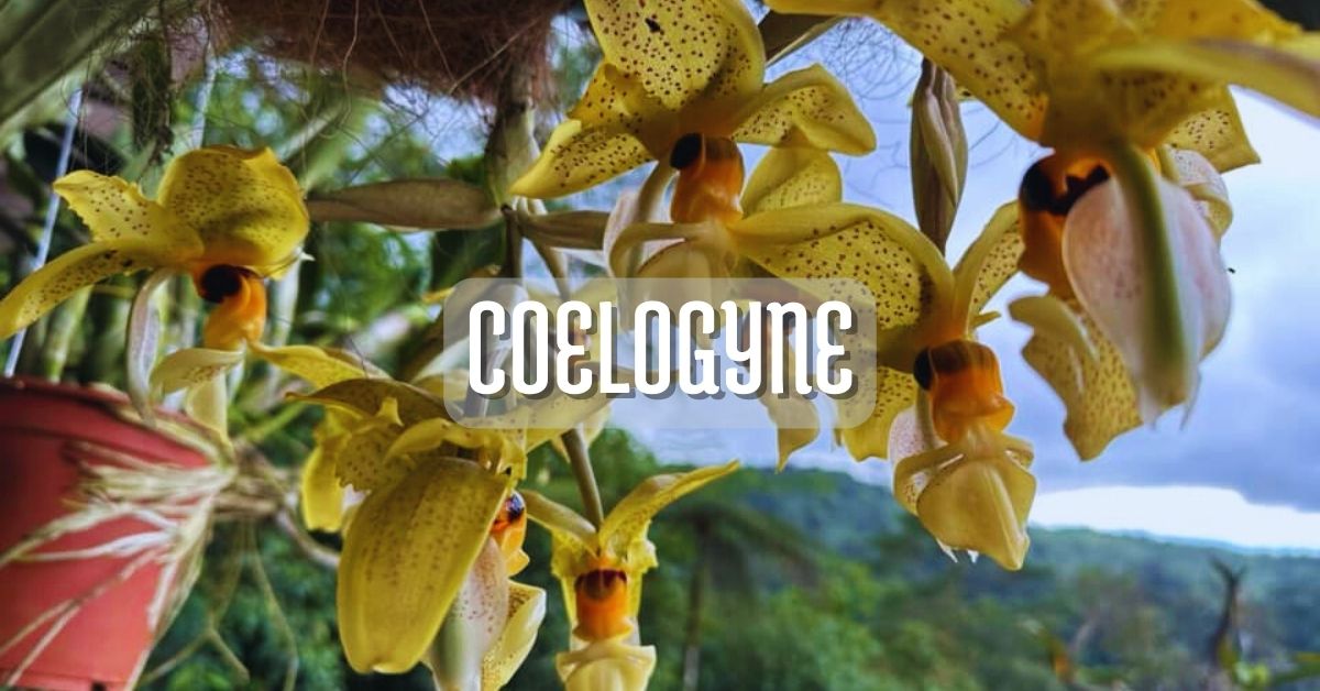 Orquídea Coelogyne