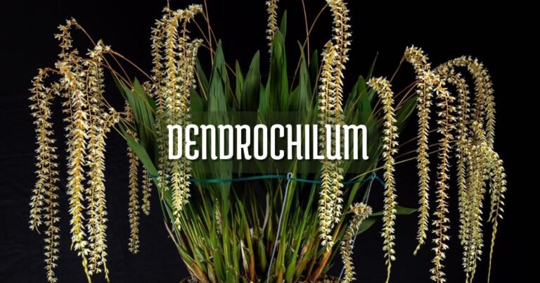 Cuidados de orquídea Dendrochilum