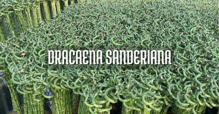 Dracaena sanderiana cuidados