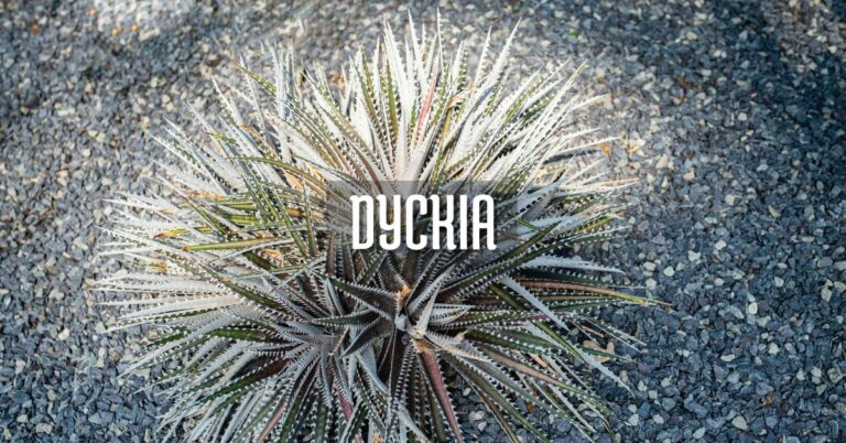 Bromelia Dyckia cuidados y variedades