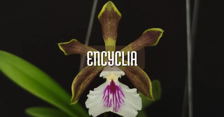 Cuidados básicos de la orquídea encyclia