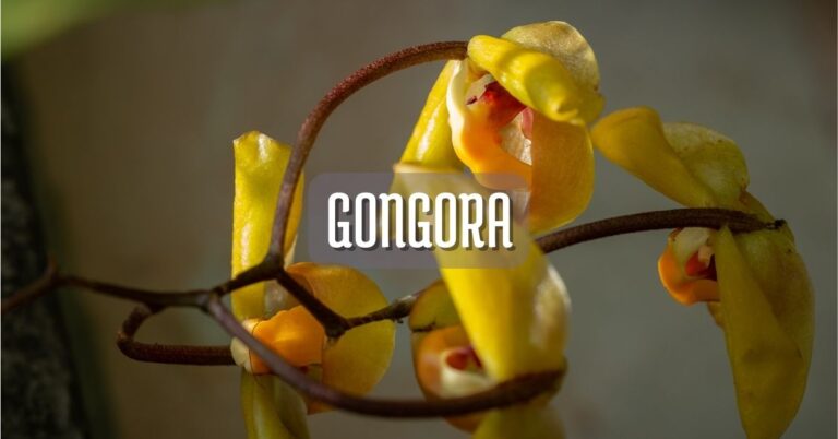 Orquídea Gongora