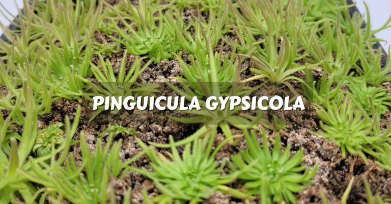 Pinguicula Gypsicola