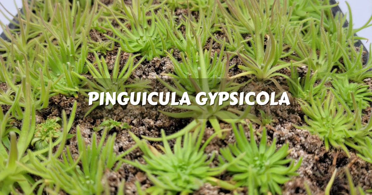 PINGUICULA GYPSICOLA cuidados