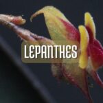 Cuidados y fotos de orquídea lepanthes