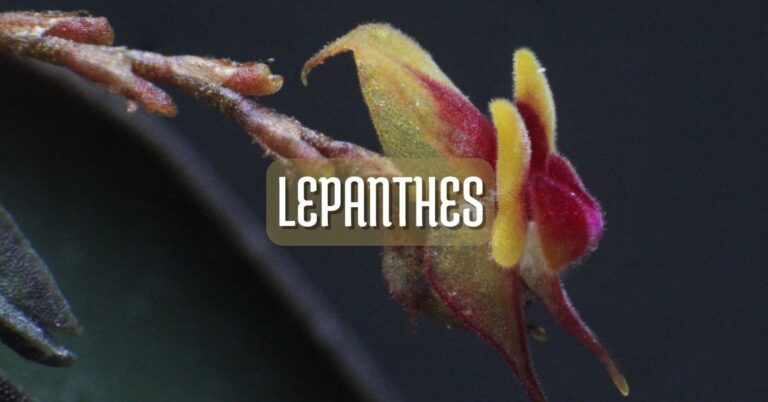 Cuidados y fotos de orquídea lepanthes