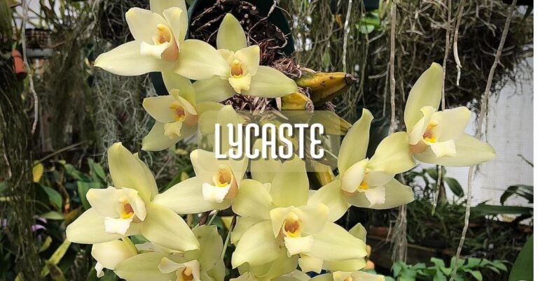 Orquídea Lycaste