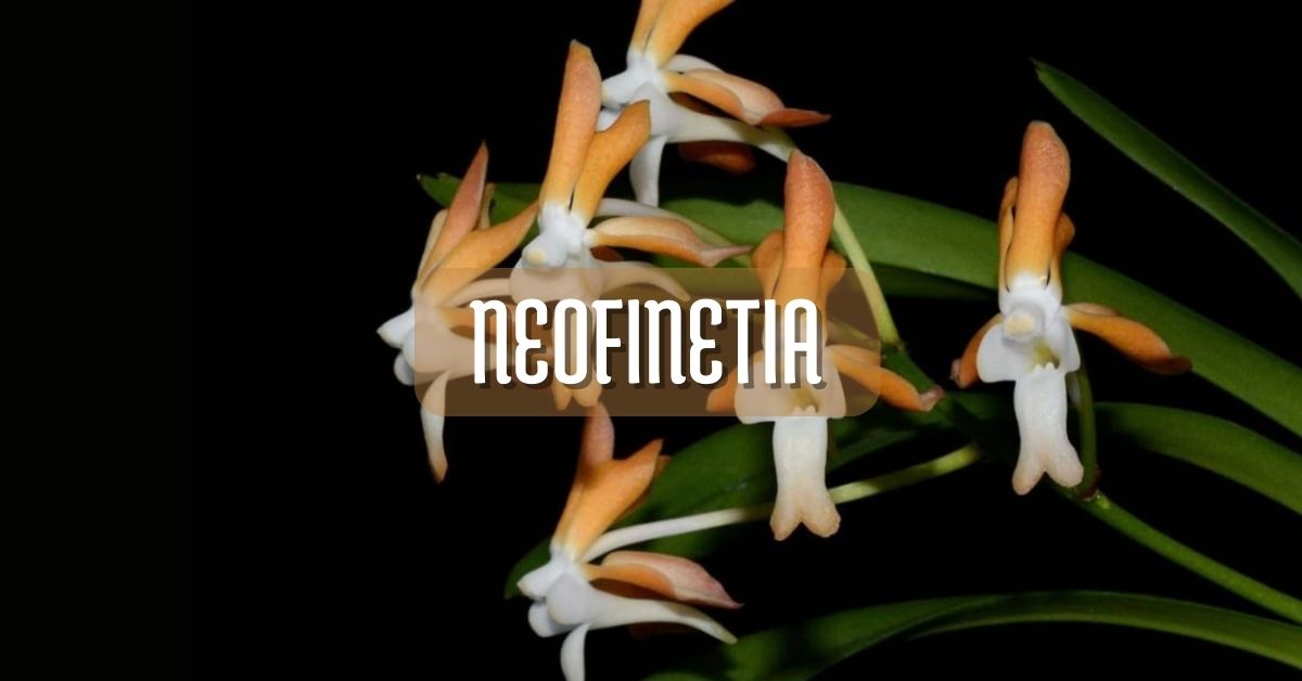 Fotos y cuidados de la orquídea Neofinetia