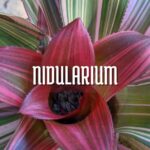 Bromelia Nidularium cuidados y fotos de flor