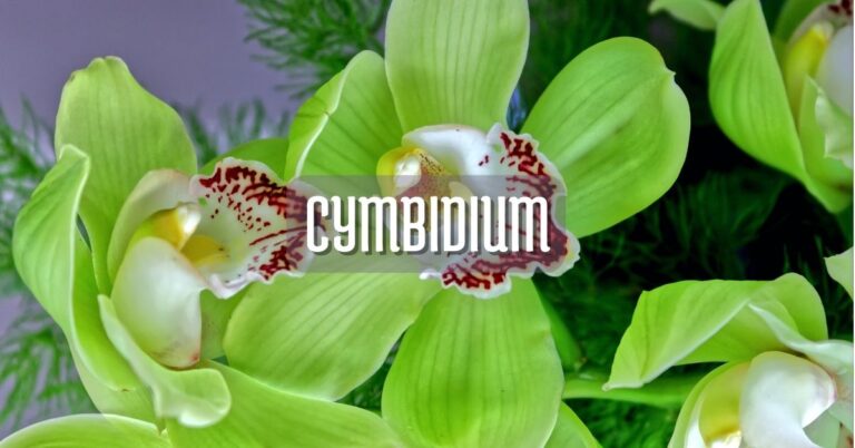 Orquídea cymbidium