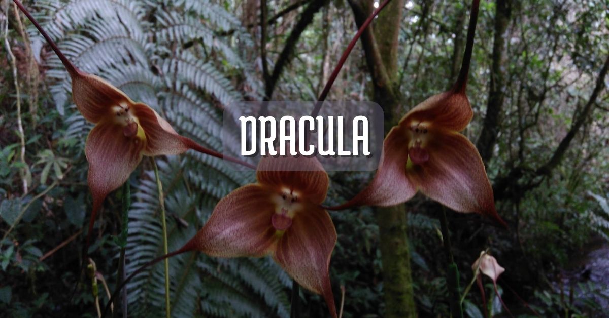 ORQUÍDEA DRACULA