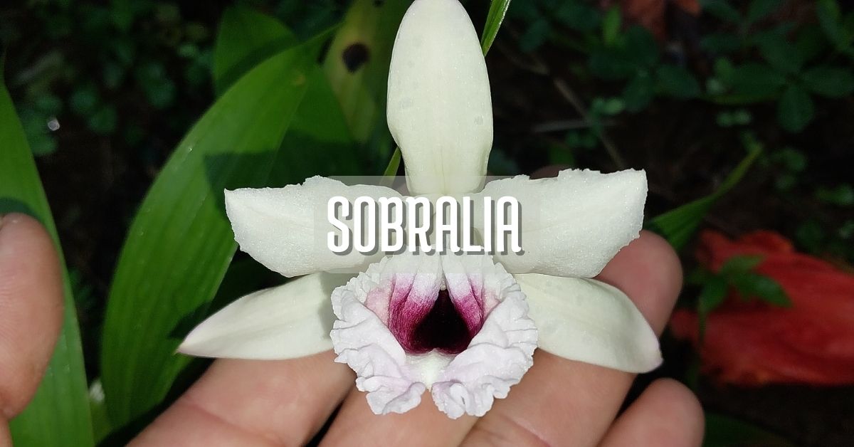 Orquídea Sobralia cuidados y cultivo