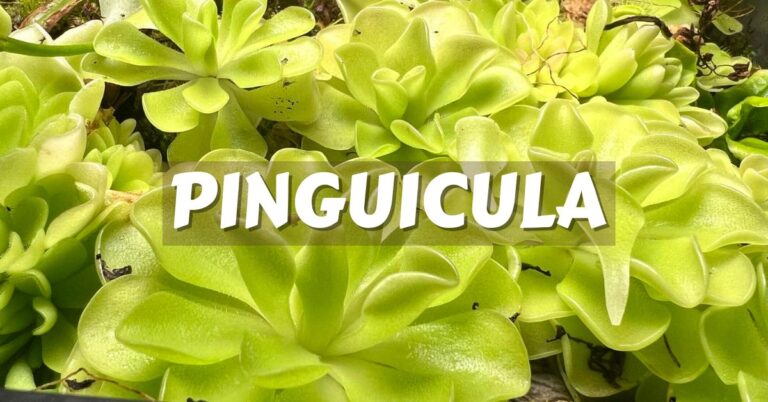 Pinguicula cuidados y variedades