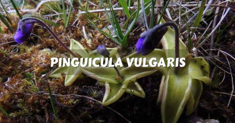 Pinguicula Vulgaris