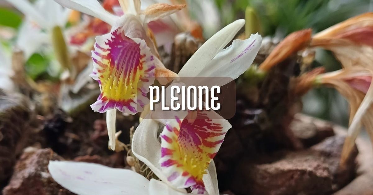 orquídea pleione cuidados